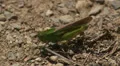 Northern Green-striped Grasshopper - Female Ovipositing 2 HD Footage