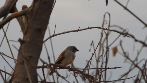 Northern grey-headed sparrow perched on branch looking around Stock Footage 208940366