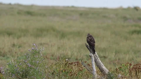 A northern harrier calling on the marsh Stock Footage 320198338