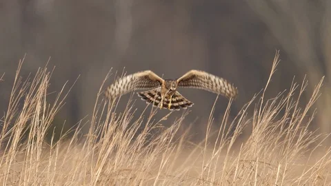 Northern Harrier in-flight Stock Footage 117652494