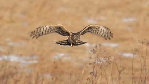 Northern Harrier in-flight Stock Footage 118337988