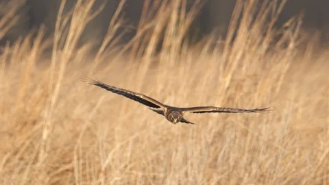 Northern Harrier flying Video stock 118338047