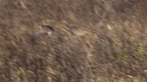 NORTHERN HARRIER Stock Footage 289916173