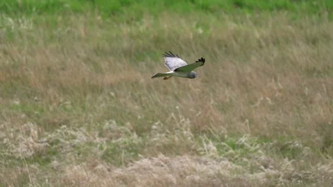 Northern Harrier Grey ghost colliding over the grass hunting Stock Footage 309170351
