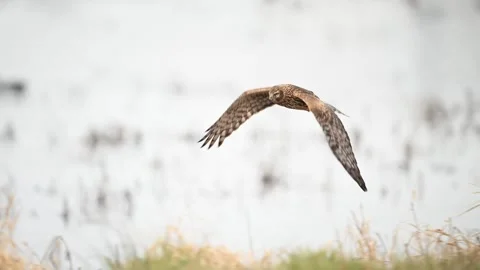 Northern harrier hawk close-up flight  over water Stock Footage 265245890