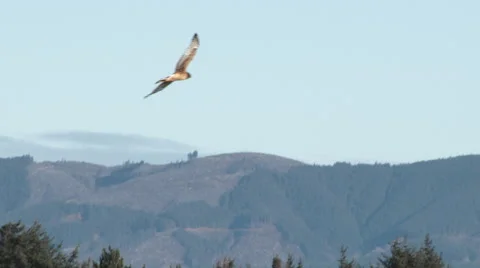 Northern Harrier Hawk Hunting For Prey Stock Footage 59084999