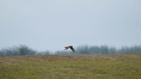 Northern Harrier Hawk hunting prey Stock Footage 224924677