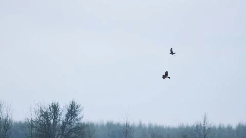 Northern Harrier Hawk hunting prey Stock Footage 224980997