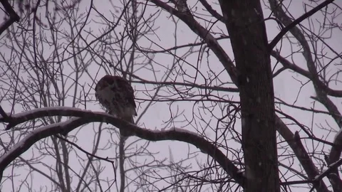 Northern Harrier hawk siting on tree branch snowing Video stock 72379829