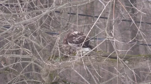 Northern Harrier hawk sitting on tree branch eating chipmunk Stock Footage 50543027