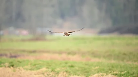 Northern Harrier hawk twisting dive Stock Footage 265245932