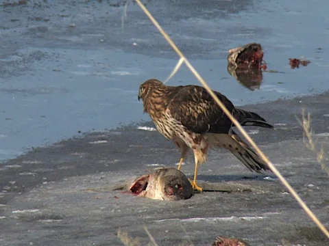 Northern Harrier scavenging on a dead carp, facing left Stock Footage 124355645