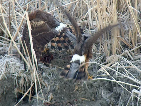 Northern Harriers - Second Harrier Makes a Play for the Food then Flies Away Stock Footage 124088068