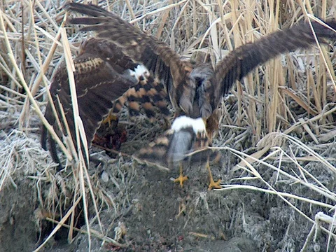 Northern Harriers -  Second Harrier Makes a Play for the Food, SloMo Stock Footage 124088083