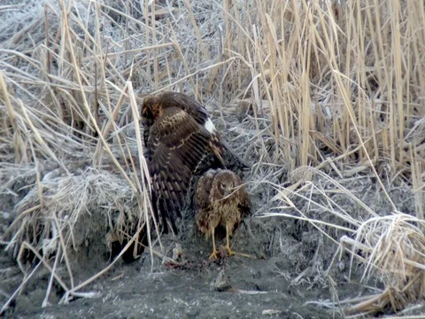 Northern Harriers - Wider View of Two Harriers Feeding on a Duck Carcass Stock Footage 124082861