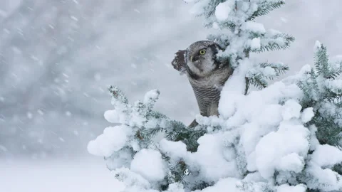 Northern hawk in falling snow, in snow covered pine tree, flies off Stock Footage 329293947