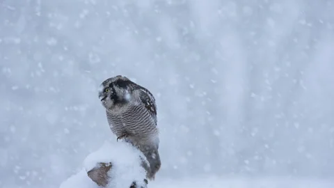 Northern hawk owl calling in falling snow, snow covered head rotating Stock Footage 329293855