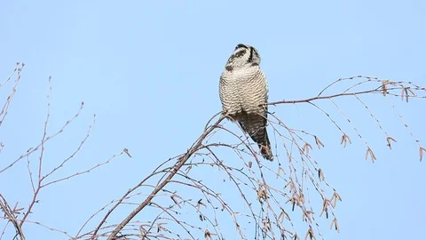 Northern Hawk Owl Stock Footage 103900262