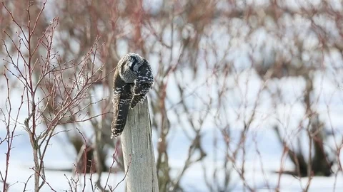 Northern Hawk Owl Stock Footage 103900358