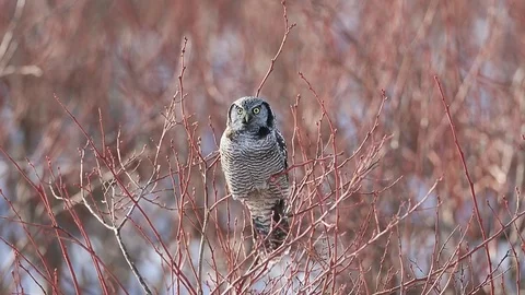 Northern Hawk Owl Stock Footage 103908475