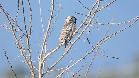 Northern Hawk Owl Stock Footage 103910645