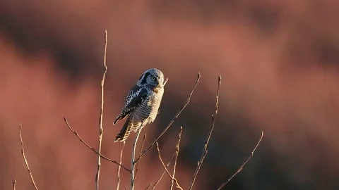 Northern Hawk Owl Stock Footage 104118265