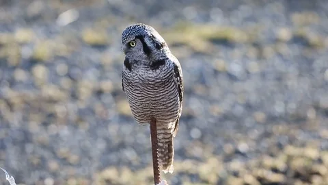 Northern Hawk Owl Stock Footage 104118388