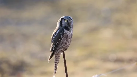 Northern Hawk Owl Stock Footage 104390564