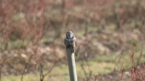 Northern Hawk Owl Stock Footage 104391234