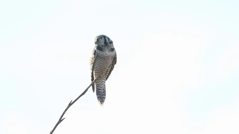 Northern Hawk Owl Stock Footage 104391716