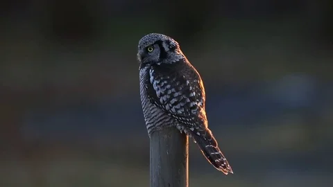 Northern Hawk Owl Stock Footage 104392153