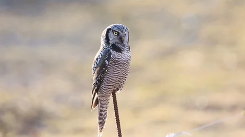 Northern Hawk Owl Stock Footage 104392470