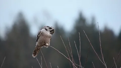 Northern Hawk Owl Stock Footage 104771350