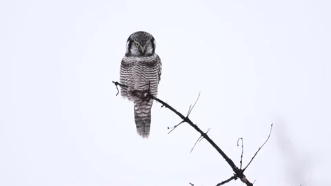 Northern Hawk Owl Stock Footage 151165110