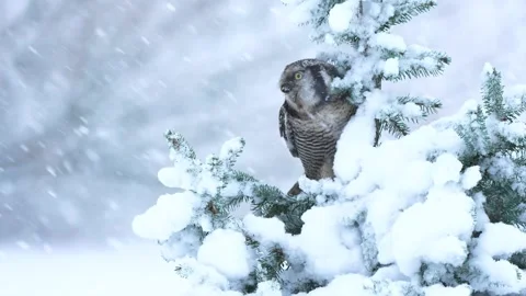 Northern hawk owl perching on snow covered pine tree branch then flying away Stock Footage 340861198