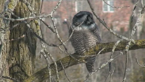 Northern Hawk-Owl sitting on a tree branch Stock Footage 171727695