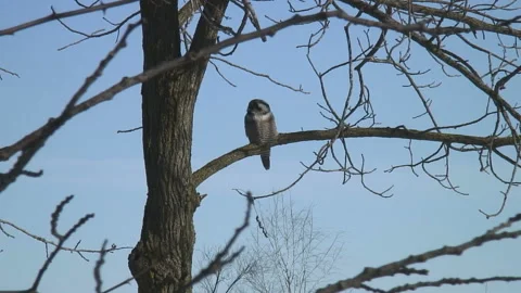 Northern Hawk-Owl sitting on a tree branch Stock Footage 171734791