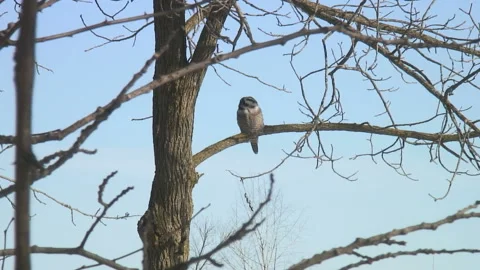 Northern Hawk-Owl sitting on a tree branch Видео 171735581