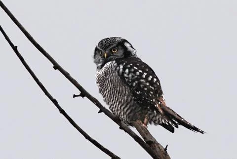 Northern hawkowl2 Stock Photos