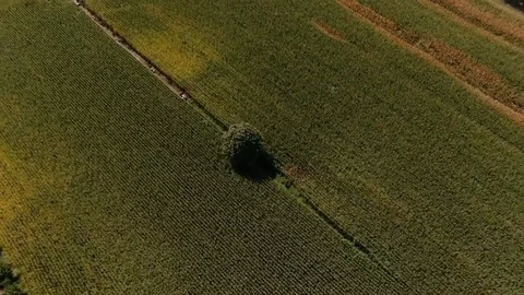 Northern Italy (Europe), Aosta valley : drone view on a tree in a meadow. Stock Footage