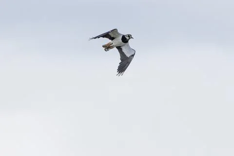 Northern lapwing banking in flight Stock Photos