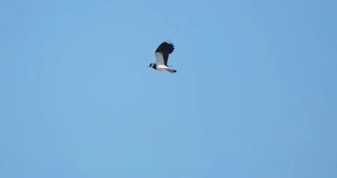 Northern lapwing bird Stock Footage 139131968