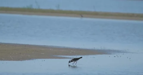 Northern lapwing bird Stock Footage 139132001