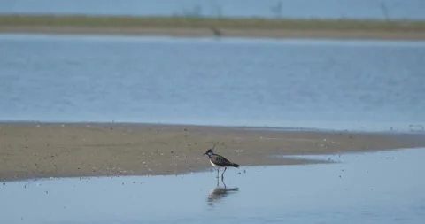 Northern lapwing bird Stock Footage 139132002