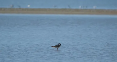 Northern lapwing bird Stock Footage 139132006