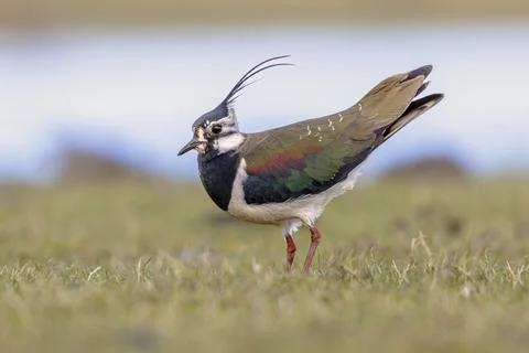Northern Lapwing Display Behaviour Stock Photos