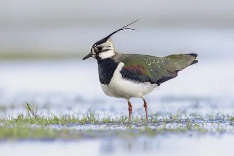 Northern Lapwing Display Behaviour Stock Photos
