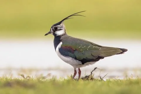 Northern Lapwing Display Behaviour Stock Photos