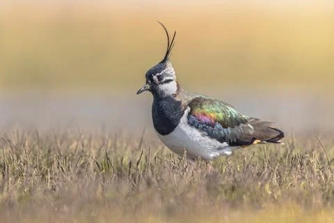 Northern Lapwing Display Behaviour Stock Photos