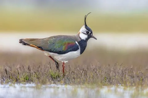 Northern Lapwing Display Behaviour Stock Photos